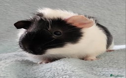 Guinea Pig rodents for sale: 4 boys and 1 girl baby guinea pigs - Advert 2