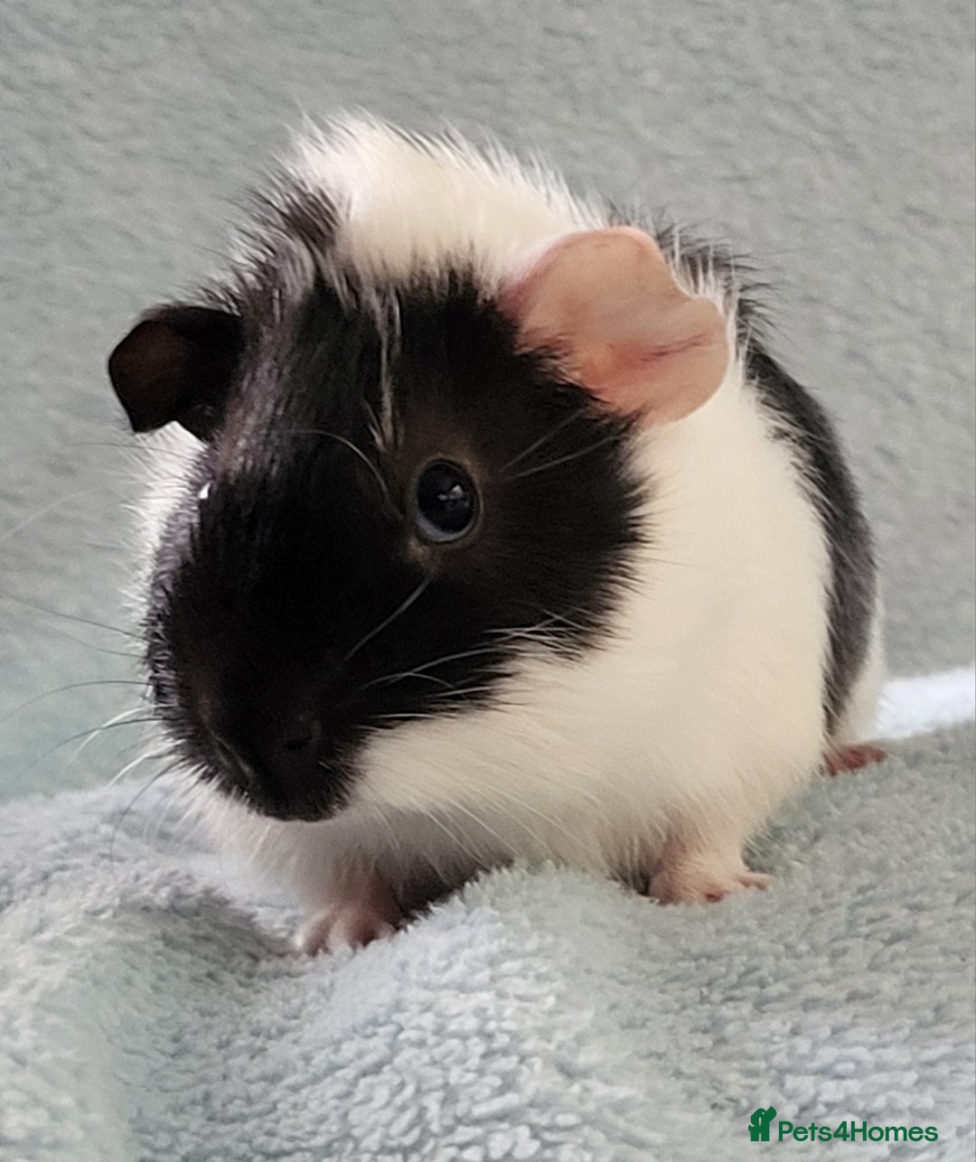 Guinea Pig rodents for sale: 4 boys and 1 girl baby guinea pigs - Advert 2