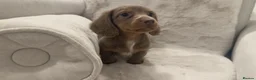 Miniature Dachshund dogs for sale: Oustanding Longhair Minature Dachshund  - Advert 3