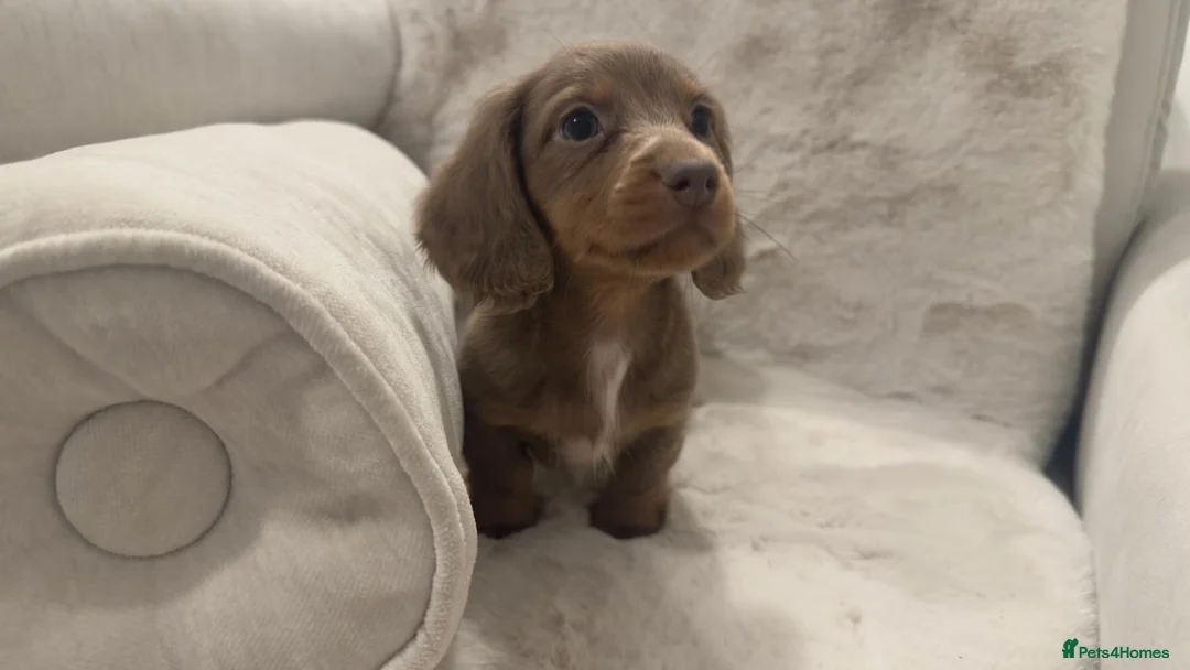Miniature Dachshund dogs for sale: Oustanding Longhair Minature Dachshund  - Advert 3