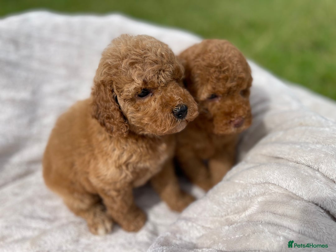 Cockapoo dogs for sale: Chocolate F1b Cockapoo’s - Image 20