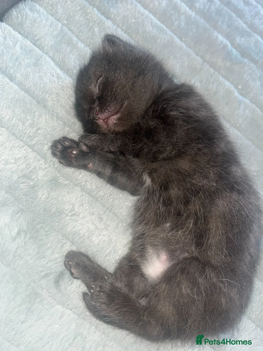 Mixed Breed cats for sale: 🐾BlackBrown Tabby Kittens needing Forever Homes🐾 in London - Advert 2