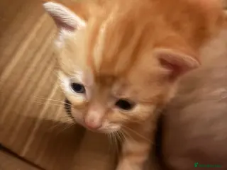 Domestic Shorthair cats Kittens for Sale - Advert 7