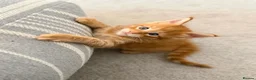 Maine Coon cats for sale: GCCF/ TICA Maine Coon Classic Taby kittens - Advert 12