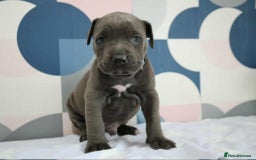 Mixed Breed dogs for sale: staffordshire Bull terrier puppy  - Image 4