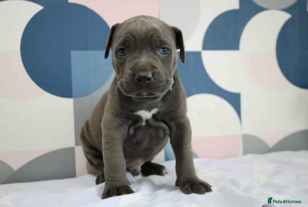 Mixed Breed dogs for sale: staffordshire Bull terrier puppy  - Image 4