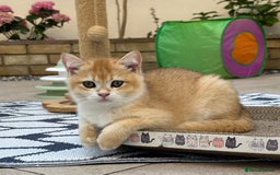British Shorthair cats for sale:  Golden British Shorthair kittens  in London - Image 1
