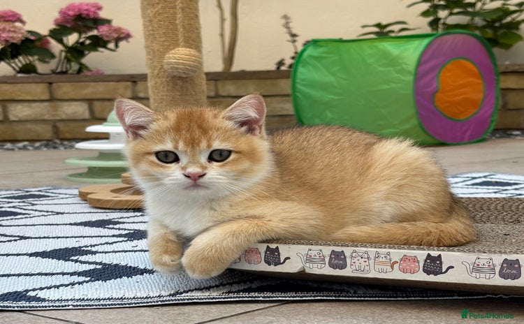 British Shorthair cats in London - Advert 1