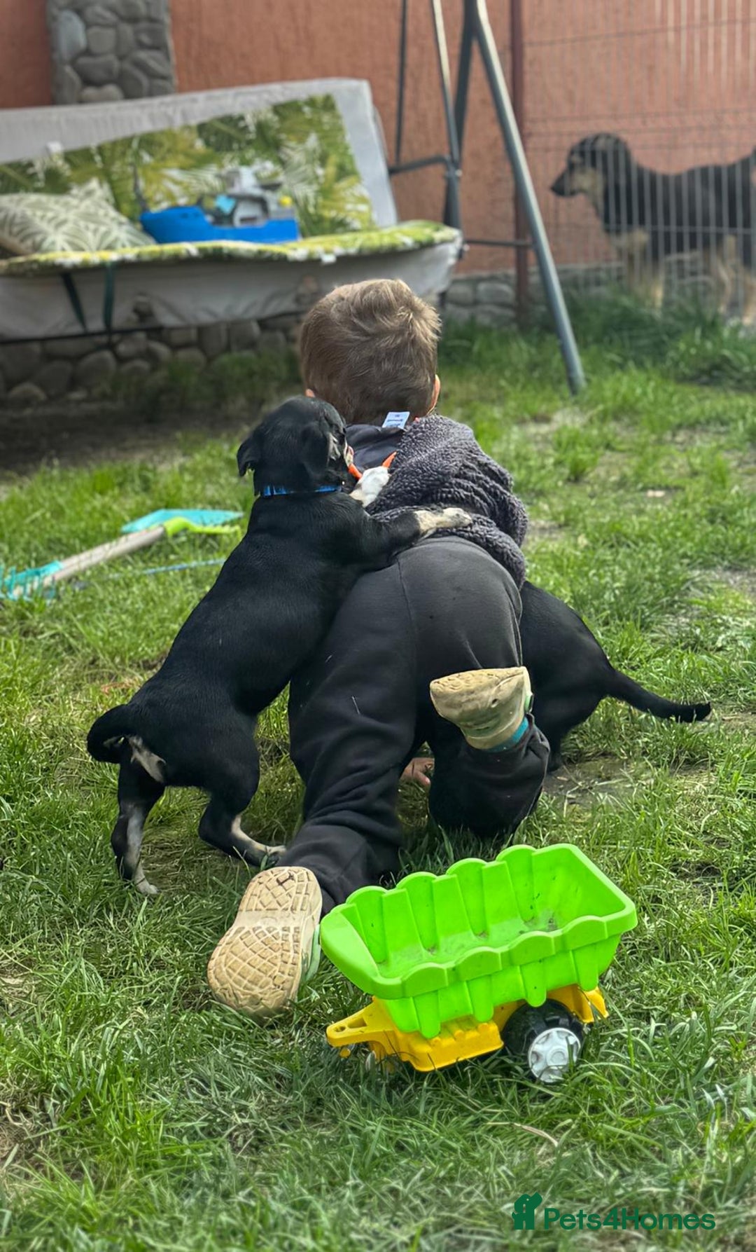 Mixed Breed dogs for adoption: OBI - a Lovely little puppy boy for a Loving Home - Image 12