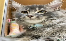 Maine Coon cats for sale: Maine Coon Kittens Ready for Their Forever Homes - Advert 1