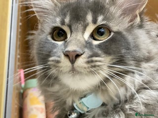 Maine Coon cats for sale: Maine Coon Kittens Ready for Their Forever Homes - Advert 1