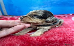 Cockapoo dogs for sale: Cockapoo puppies Rainbow litter  - Image 12