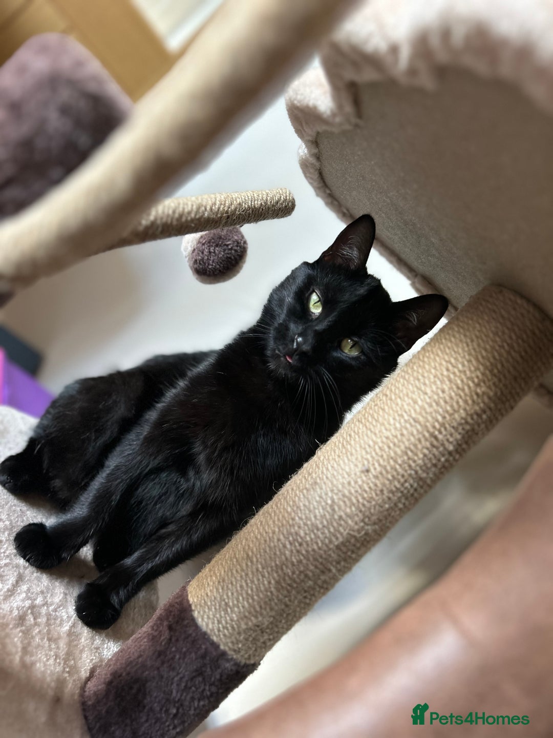 Mixed Breed cats for sale: Mischief and Storm - Advert 4