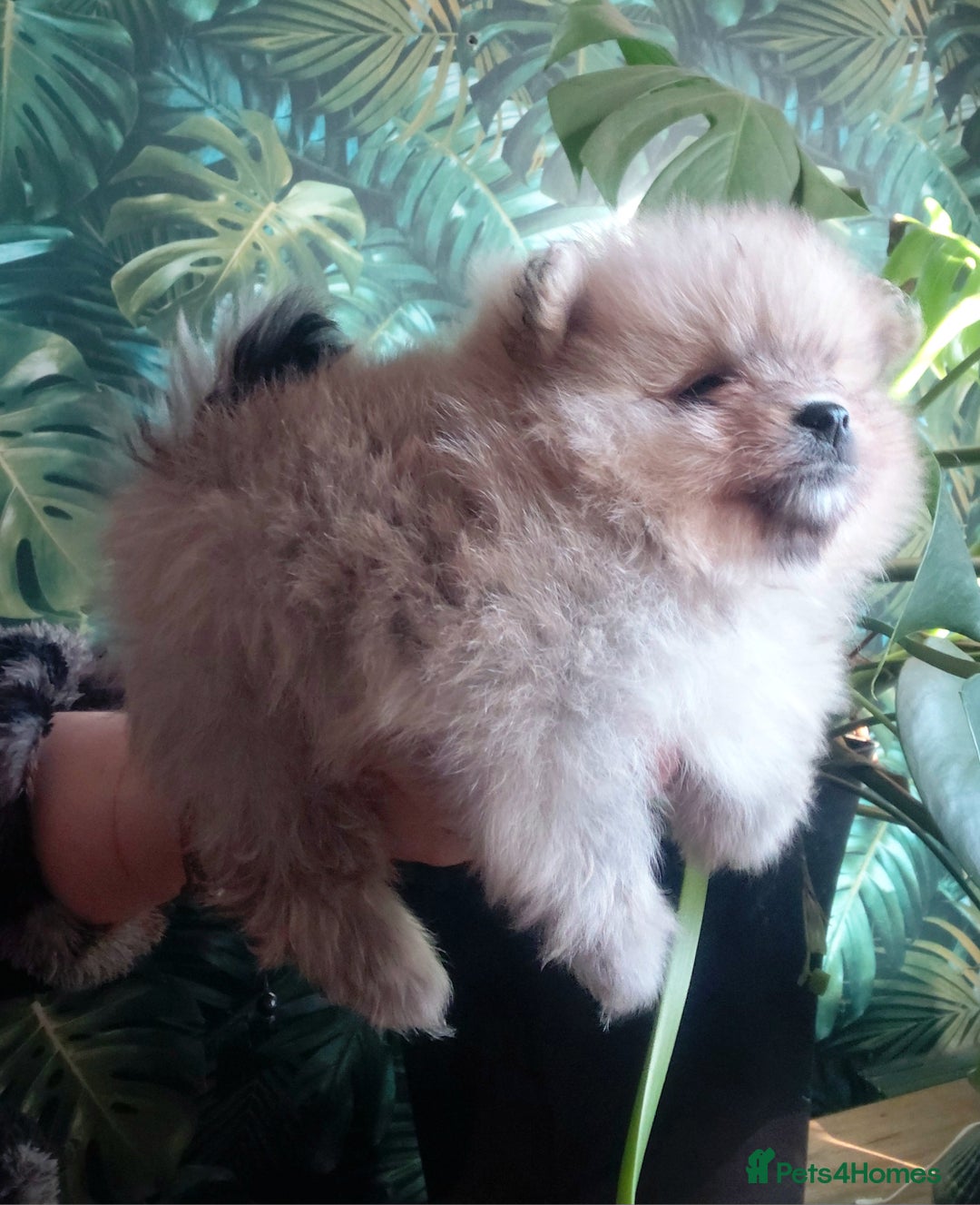 Pomeranian dogs for sale: Pomeranian puppies  - Advert 5