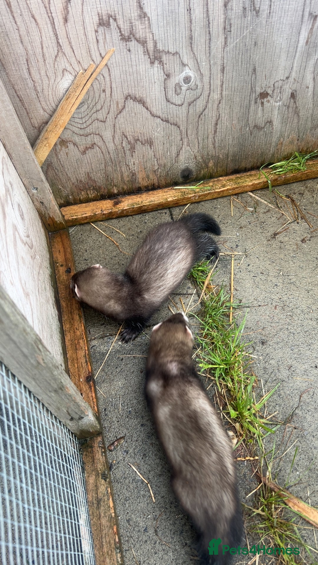 Ferret rodents for sale: Baby ferrets 8 weeks old - Image 7