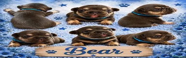 Bear French Bulldog 2