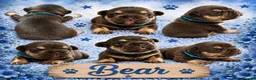 French Bulldog dogs for sale: Outstanding KC registered French bulldog puppies  - Advert 4