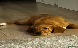 Golden Retriever dogs for sale: Golden Retriever Puppy - Female - Image 8