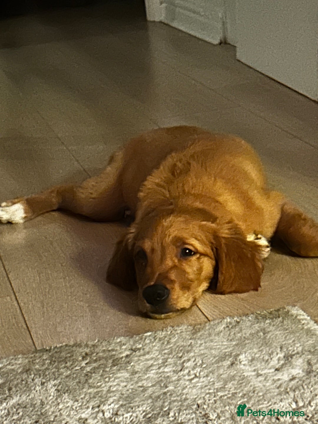 Golden Retriever dogs for sale: Golden Retriever Puppy - Female - Image 8