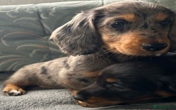 Dachshund dogs for sale: LONG HAIRED  KC REG  DACHSHOUNDS - Image 6
