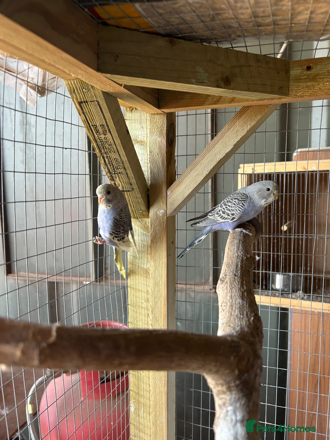 Budgerigars birds for sale: Budgerigar in Staines - Advert 9