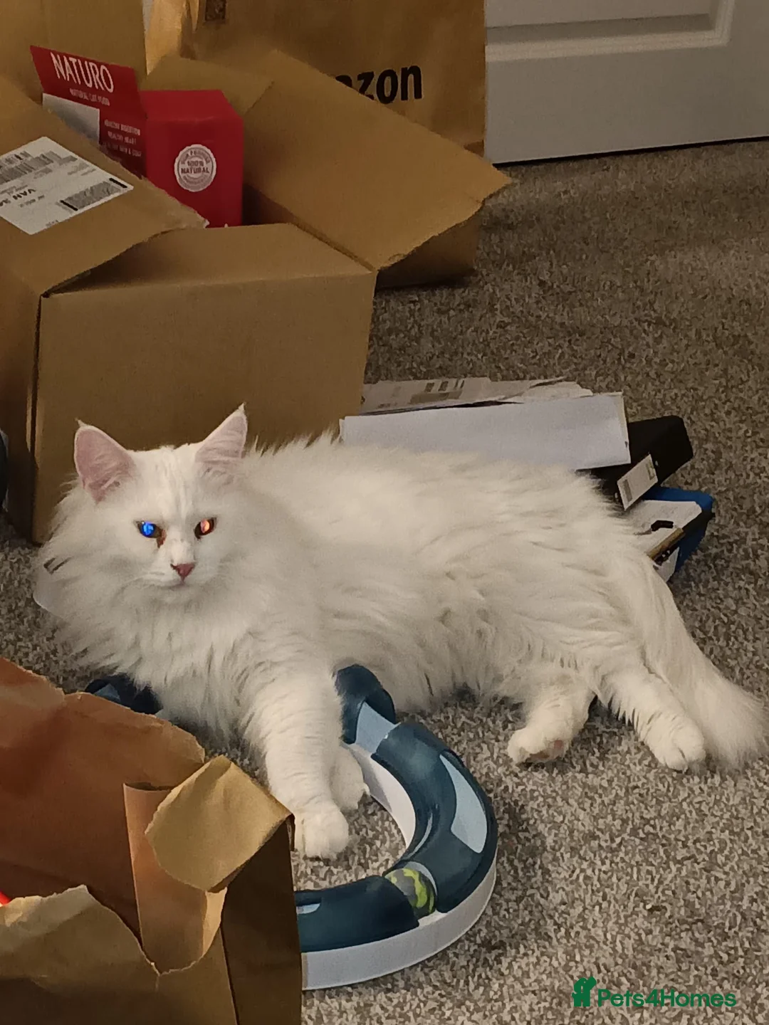 Maine Coon cats for sale: Beautiful Maine coon - Advert 4