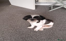 Shih Tzu dogs for sale: Albert in Aylesbury - Image 3