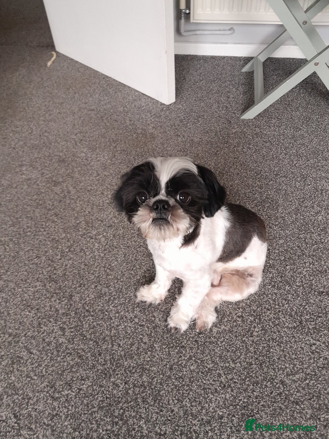 Shih Tzu dogs for sale: Albert in Aylesbury - Image 3