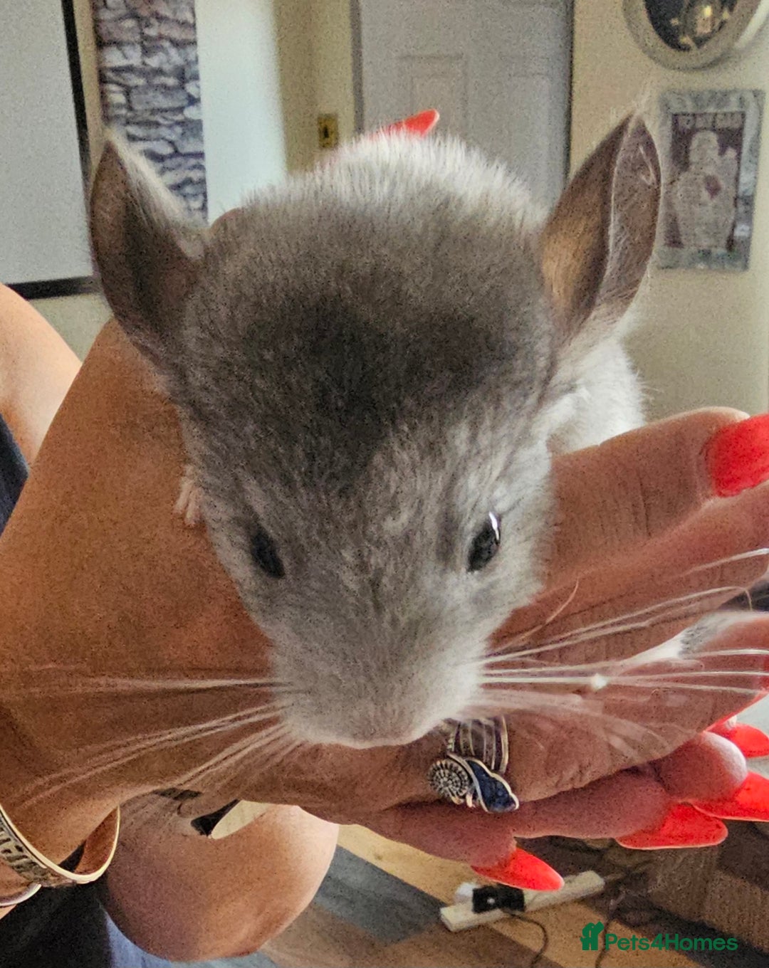 Chinchilla rodents for sale: Female Chinchilla Kit - Image 4