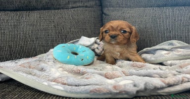 Cavalier King Charles Spaniel dogs - Advert 6