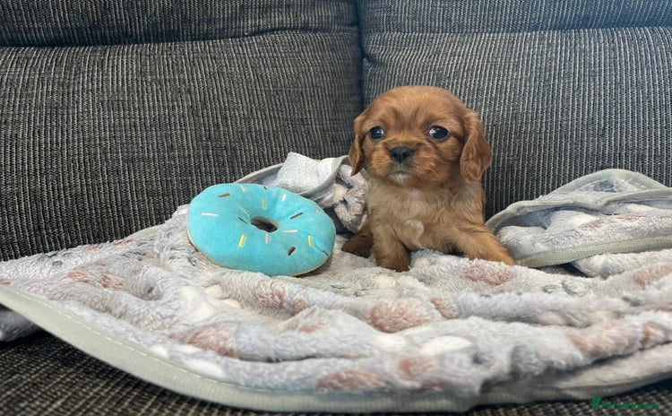 Cavalier King Charles Spaniel dogs - Advert 15