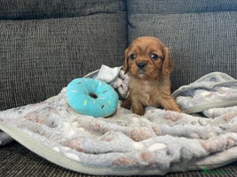 Cavalier King Charles Spaniel dogs - Advert 7