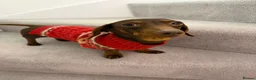 Miniature Dachshund dogs for stud: Chocolate Tan Smooth Miniature Dachshund - Advert 5