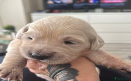 Golden Retriever dogs for sale: Golden Retriever Puppies 4 boys & 3 girls  - Image 20