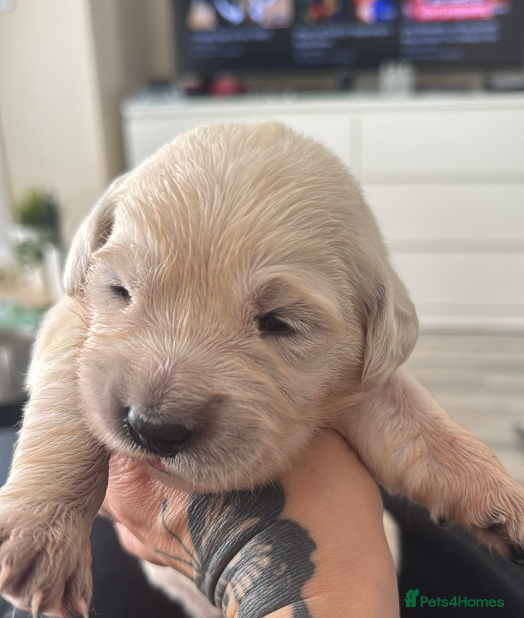 Golden Retriever dogs for sale: Golden Retriever Puppies 4 boys & 3 girls  - Image 20