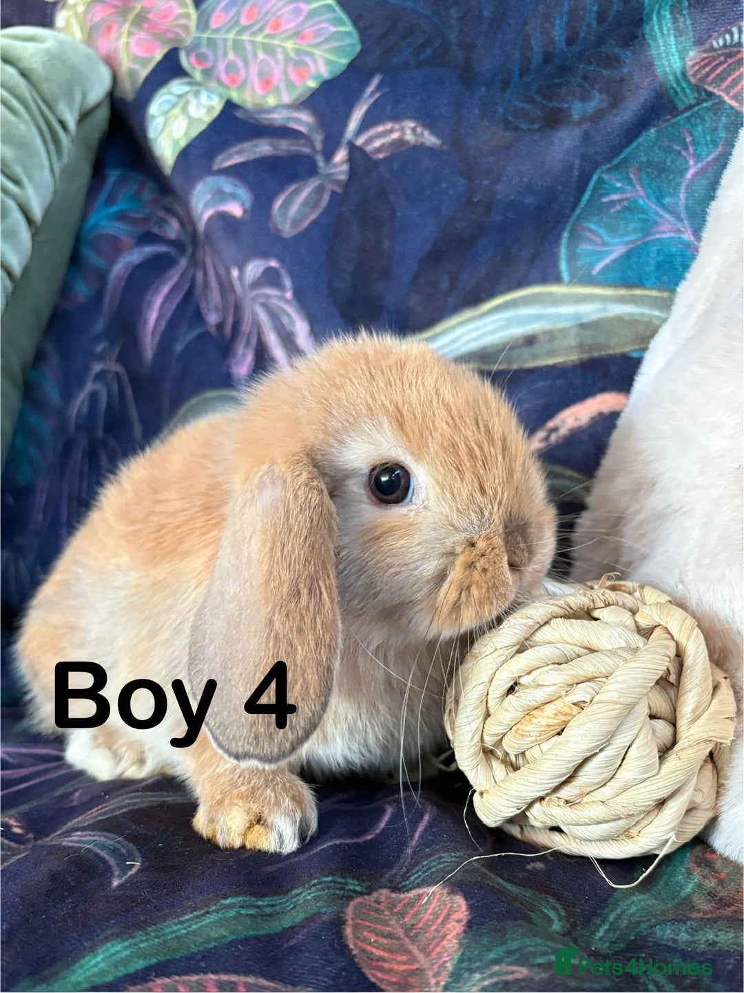 Mini Lop rabbits for sale: Friendly and curious mini lops (vaccinated) - Advert 3