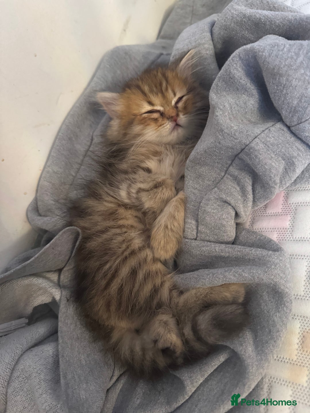 Persian cats for sale: Golden Shaded Tabby Boy - Advert 2