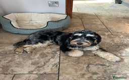 Cockapoo dogs for sale: Reggie the Blue Merle Tri coloured Cockerpoo  - Image 5