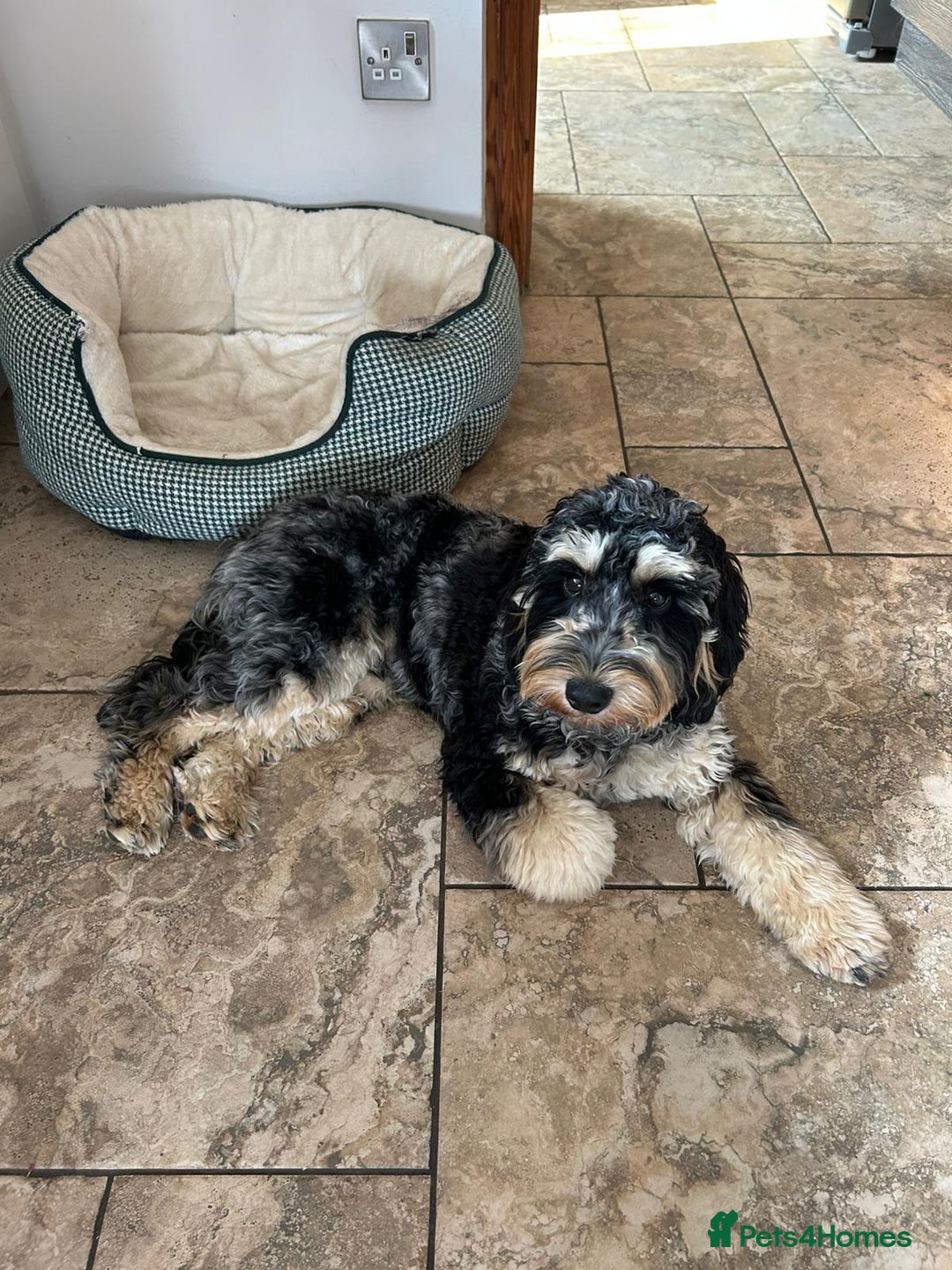 Cockapoo dogs for sale: Reggie the Blue Merle Tri coloured Cockerpoo  - Image 5
