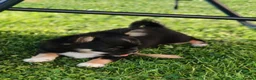 Chihuahua dogs for sale: Stunning apple dome head long coat black tri boy  in Dronfield - Advert 1
