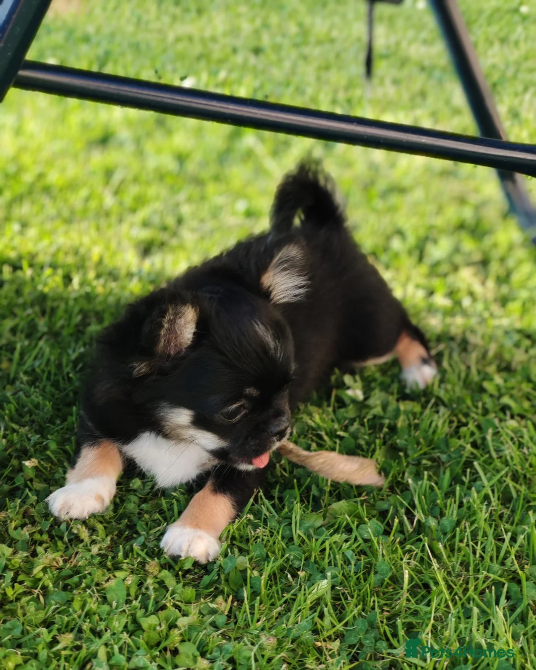 Chihuahua dogs for sale: Stunning apple dome head long coat black tri boy  in Dronfield - Advert 1