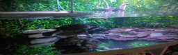 Turtle reptiles for sale: 3 Missisipi turtle for sale in Doncaster - Advert 1