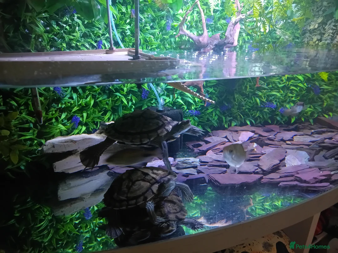 Turtle reptiles for sale: 3 Missisipi turtle for sale in Doncaster - Advert 1