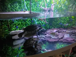 Turtle reptiles 3 Missisipi turtle for sale - Advert 4