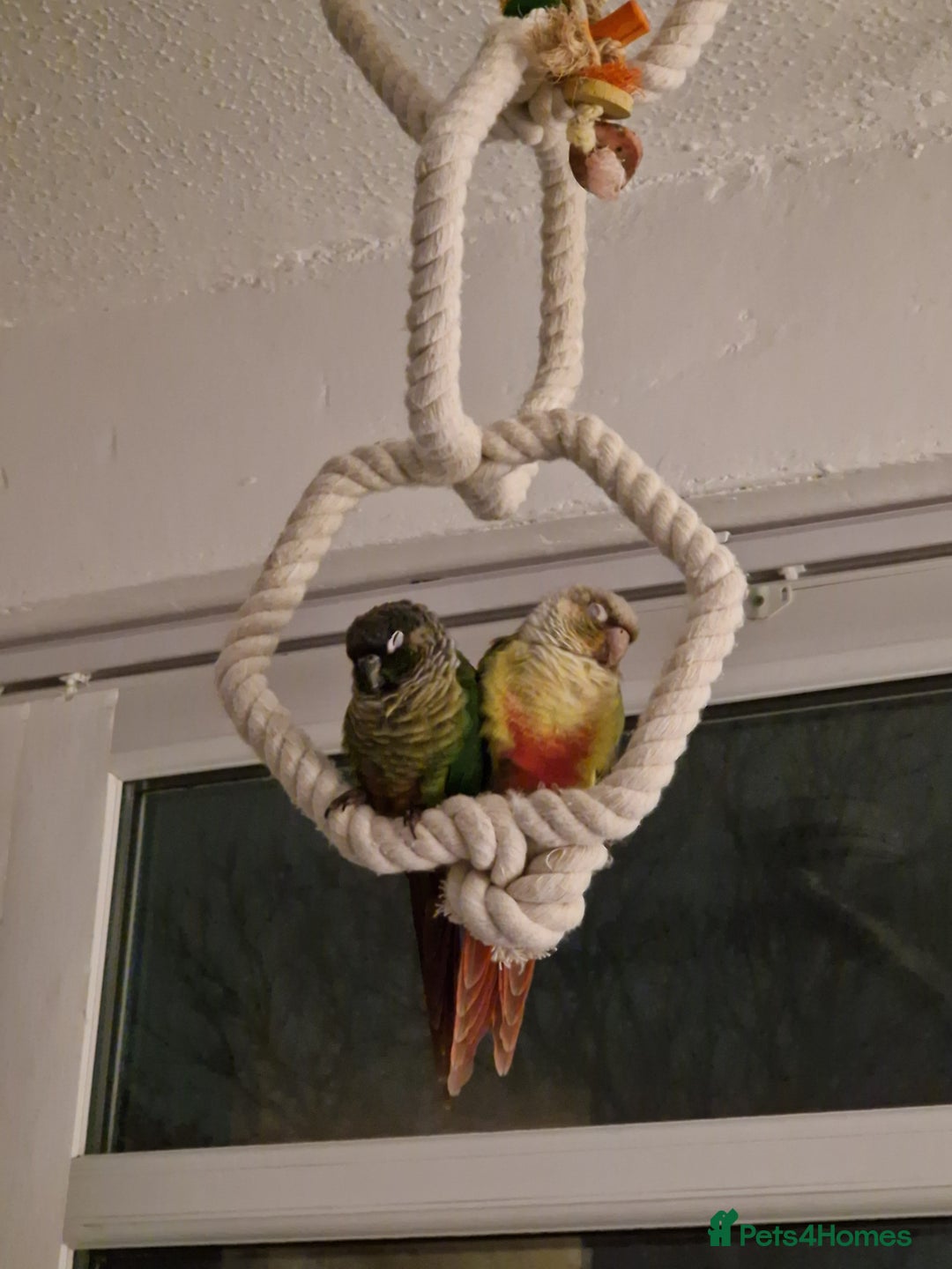 Conures birds for sale: Female conure 5 Months Old - Advert 7