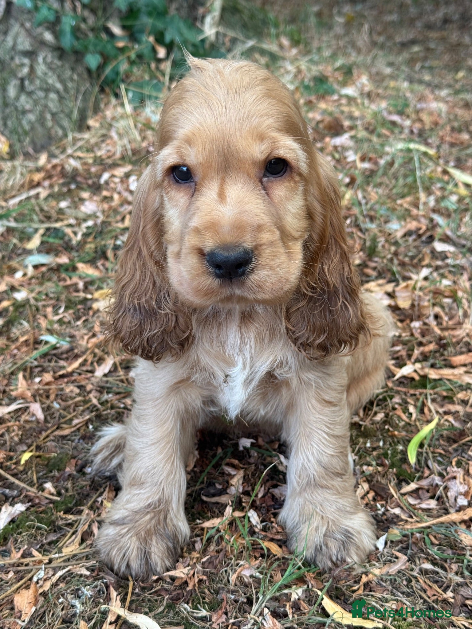 Cocker Spaniel dogs KC REGISTERED 100% SHOWTYPE HEALTH TESTED PARENTS - Advert 1