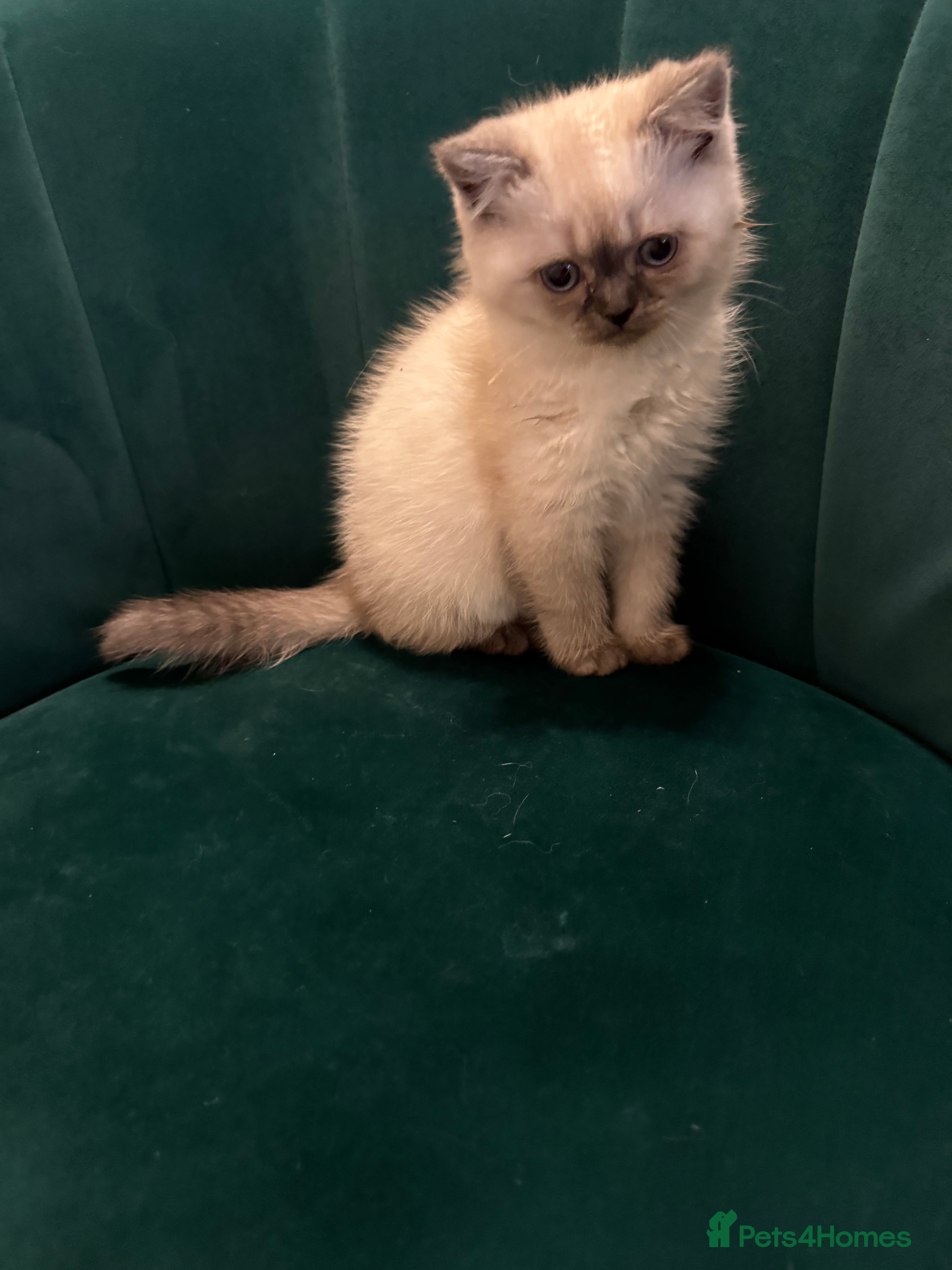 Scottish Fold cats Purebred Chinchilla Scottish Fold Kittens  🐾 - Advert 2