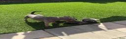 Staffordshire Bull Terrier dogs for sale: KC puppies for new homes  - Advert 4