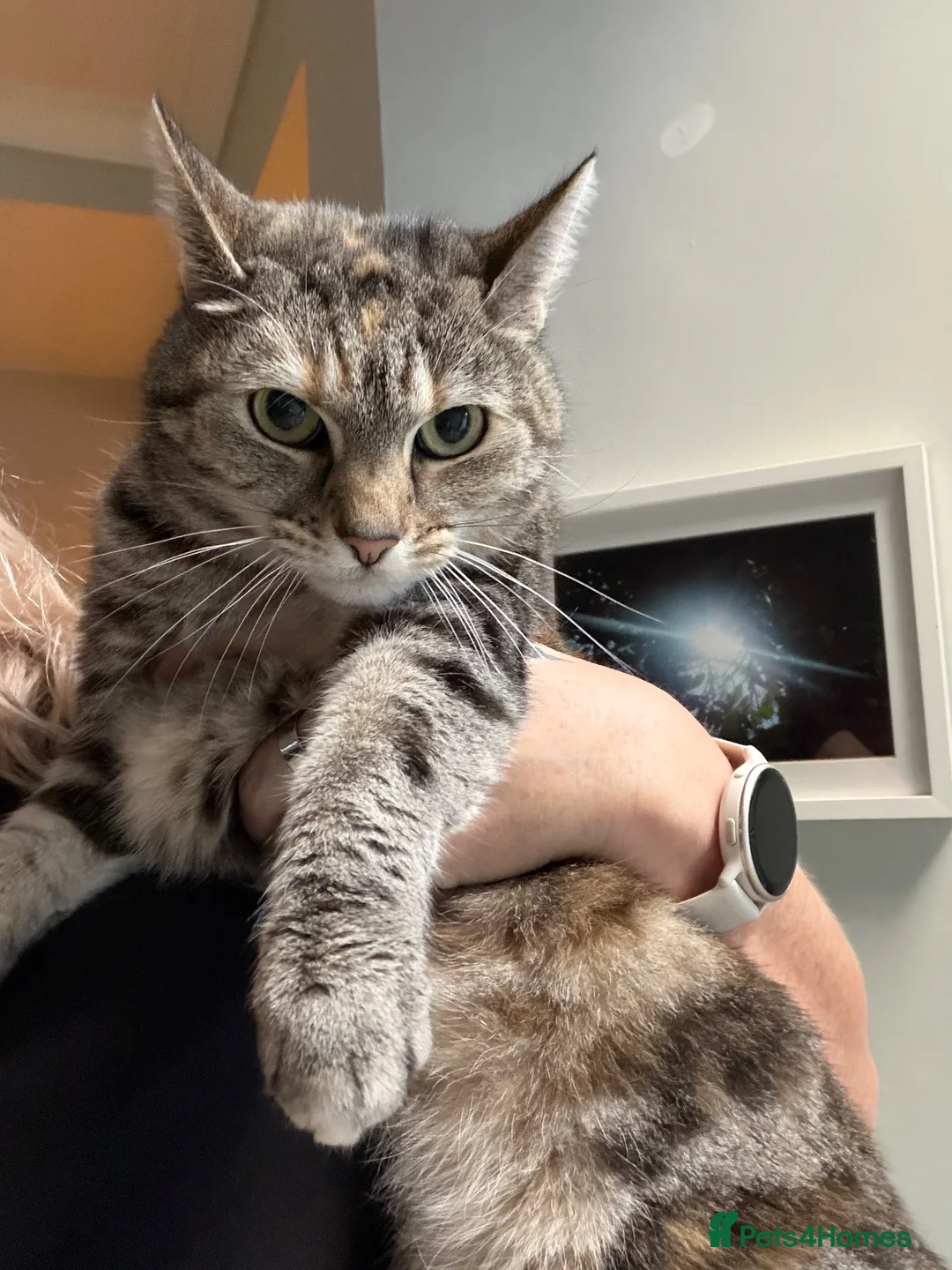Mixed Breed cats for sale: Tabitha is looking for a new home in Blackburn - Advert 2