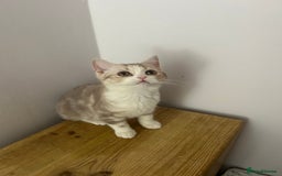 Scottish Fold cats for sale: Beautiful Scottish fold baby’s  in Reading - Image 29